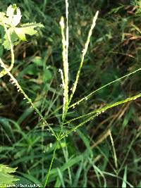 Digitaria cognata image