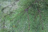 Pinus echinata image