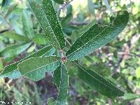 Quercus incana image