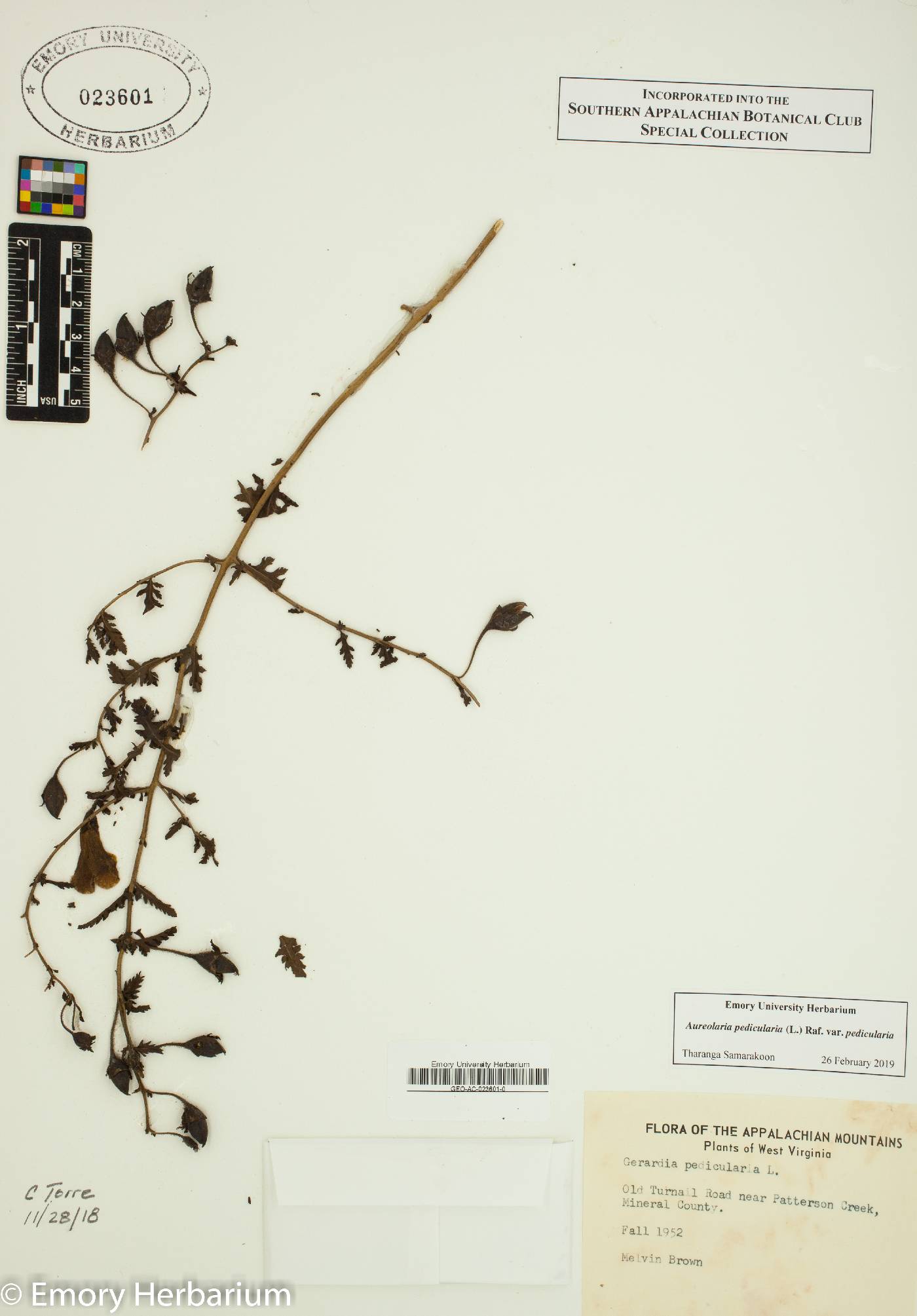 Aureolaria pedicularia var. pedicularia image