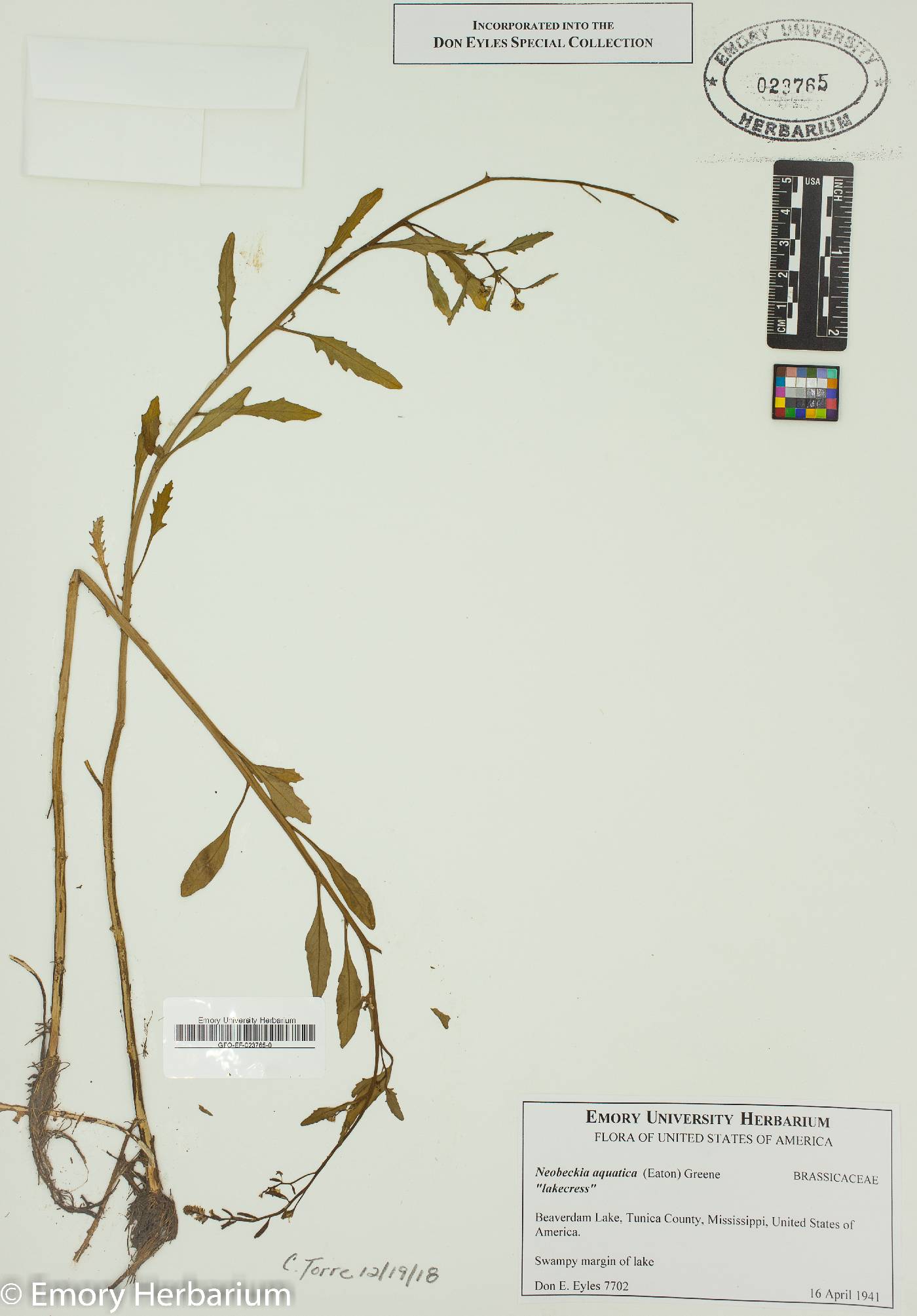 Neobeckia aquatica image