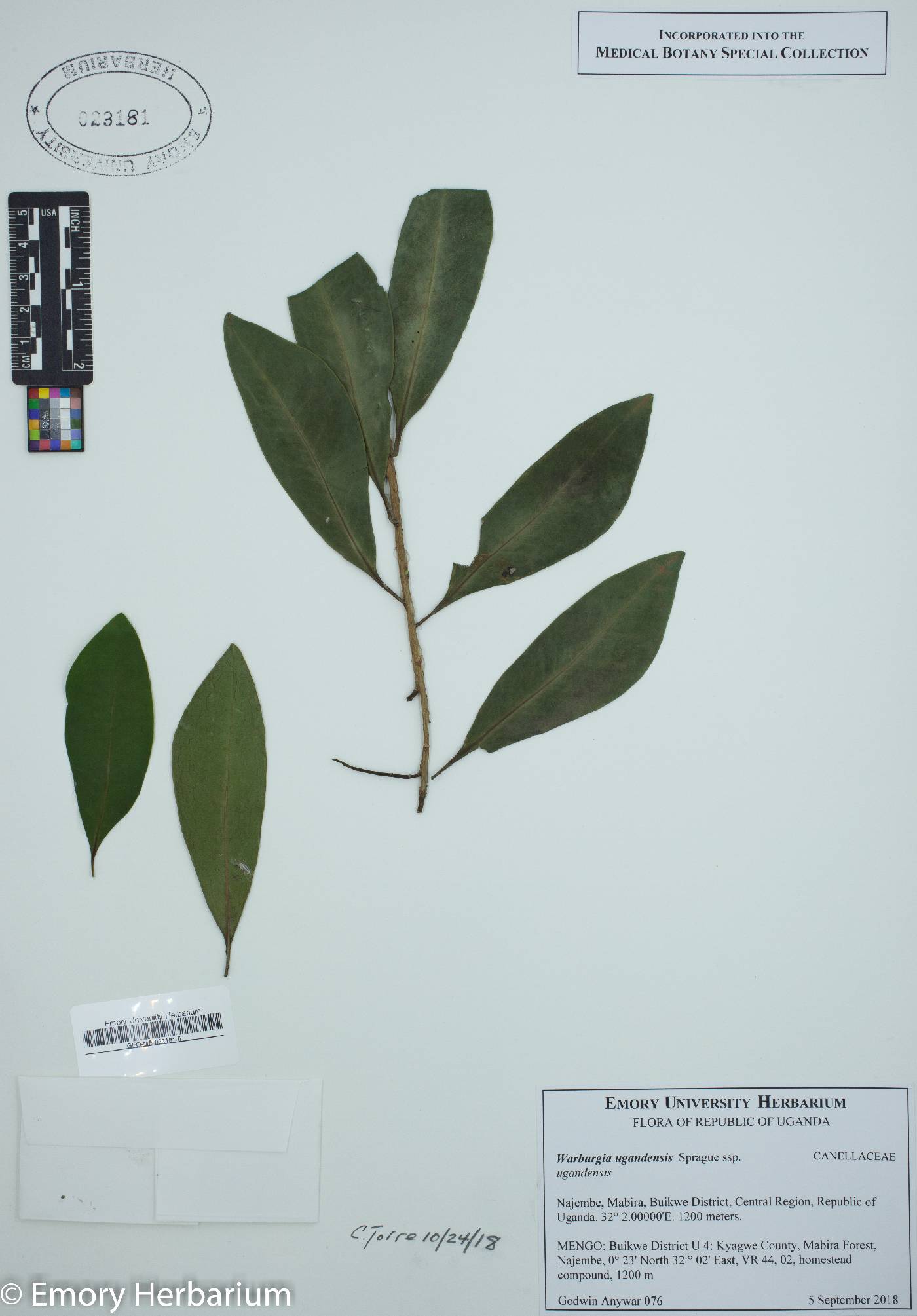 Warburgia ugandensis image