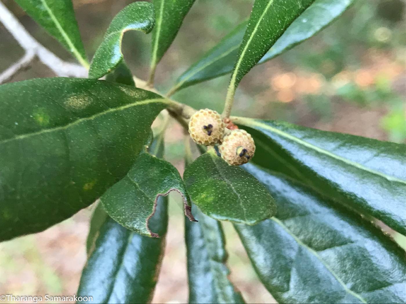 Quercus geminata image