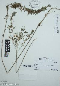 Lespedeza virginica image