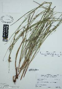 Scleria triglomerata image