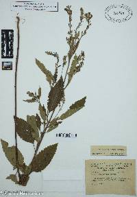 Scutellaria incana image