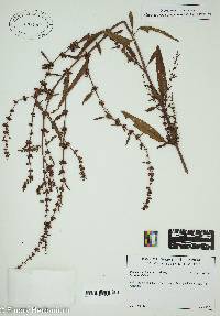 Rumex conglomeratus image