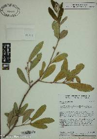 Quercus geminata image