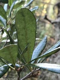 Quercus geminata image