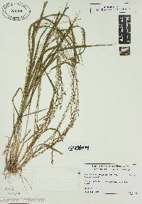 Chasmanthium sessiliflorum image