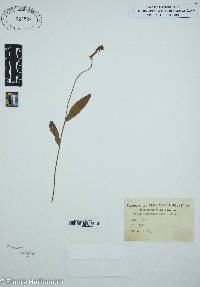 Pogonia ophioglossoides image