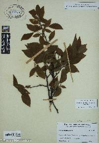 Prunus umbellata var. injuncunda image