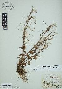 Arabidopsis arenicola image