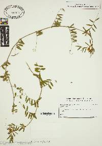 Vicia sativa subsp. nigra image