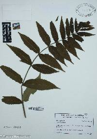 Rhus typhina image