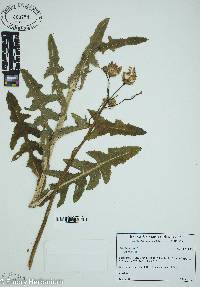 Sonchus arvensis image