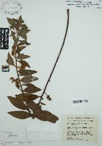 Ludwigia peruviana image