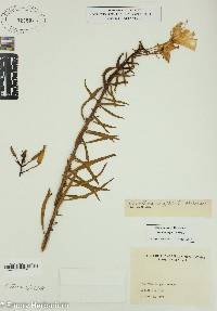 Oenothera argillicola image