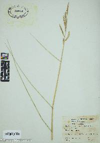 Spartina patens image