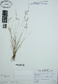 Fimbristylis annua image