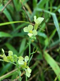 Brassica rapa image