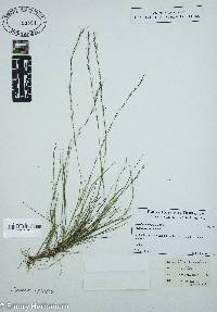 Aristida longespica image