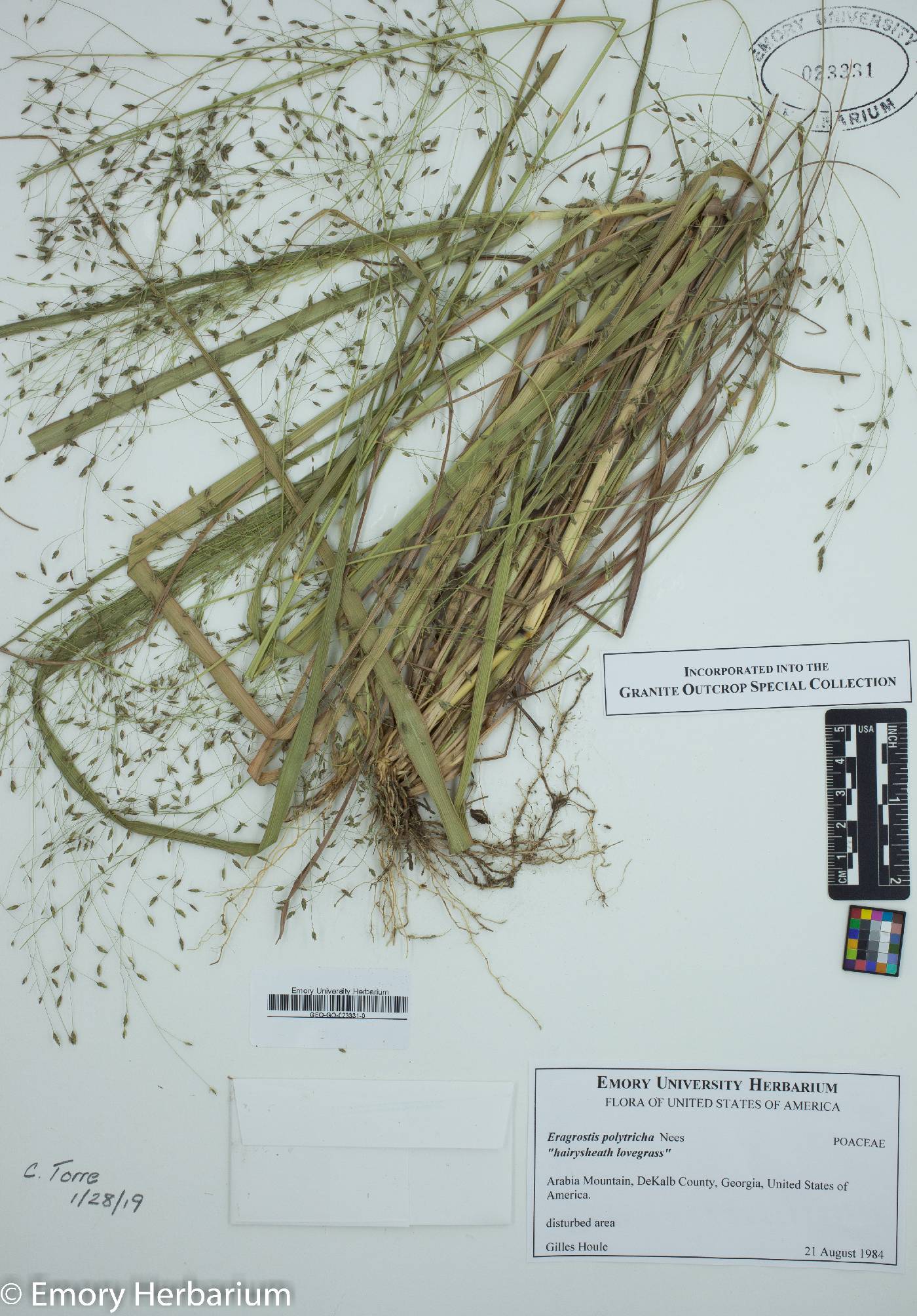 Eragrostis polytricha image