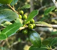 Ilex vomitoria image