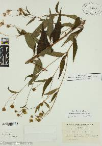 Helianthus microcephalus image