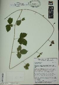 Rubus flagellaris image