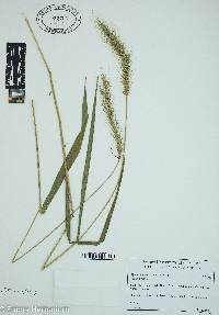 Elymus villosus image