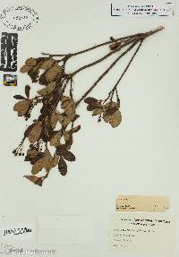 Rhododendron pilosum image