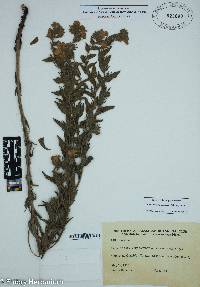 Lithospermum canescens image