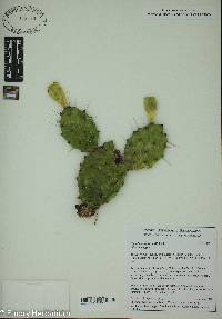 Opuntia humifusa image