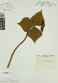 Trillium erectum image