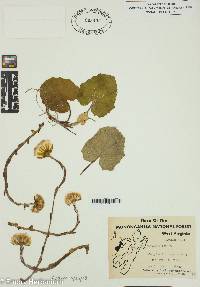 Tussilago farfara image