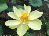 Nelumbo lutea image