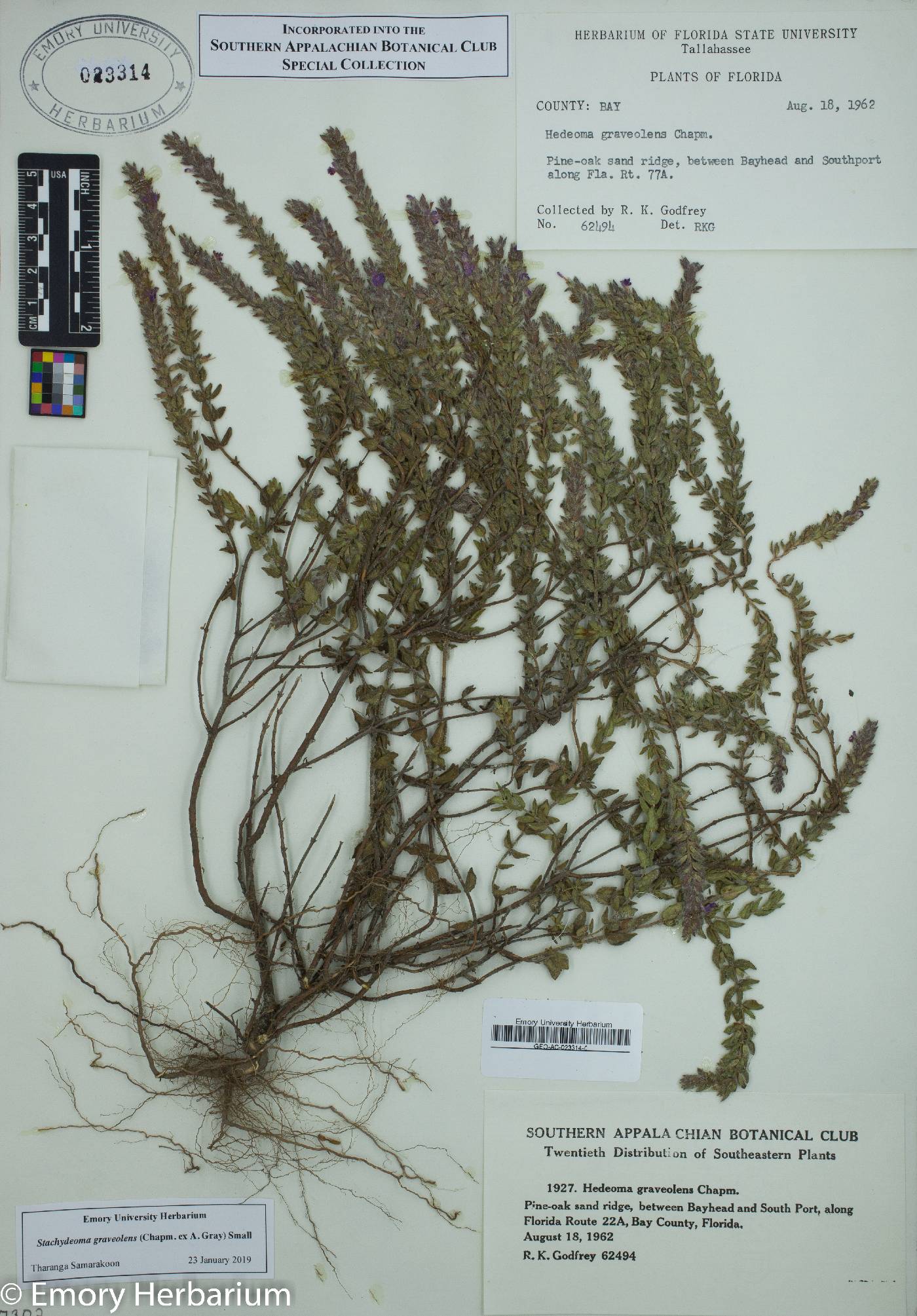 Stachydeoma graveolens image
