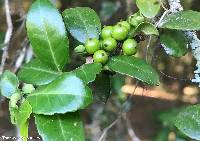 Ilex vomitoria image