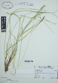 Danthonia epilis image