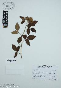 Rosa setigera image