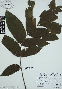 Carya illinoinensis image