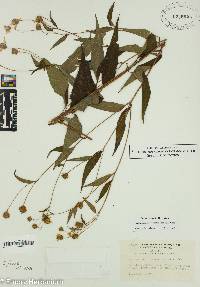 Helianthus microcephalus image