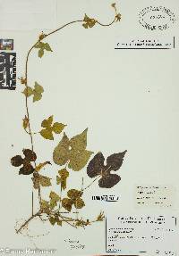 Ipomoea hederacea image