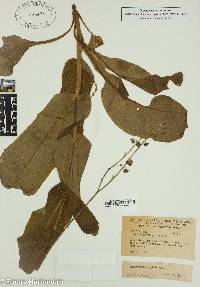 Cynoglossum virginianum image