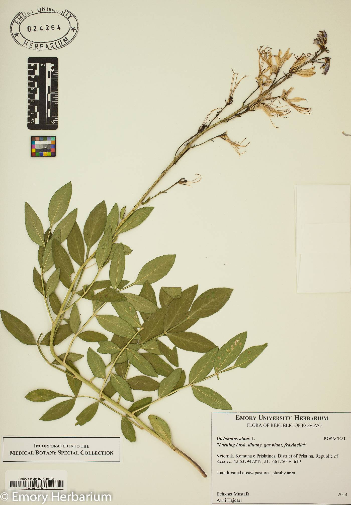 Dictamnus albus image