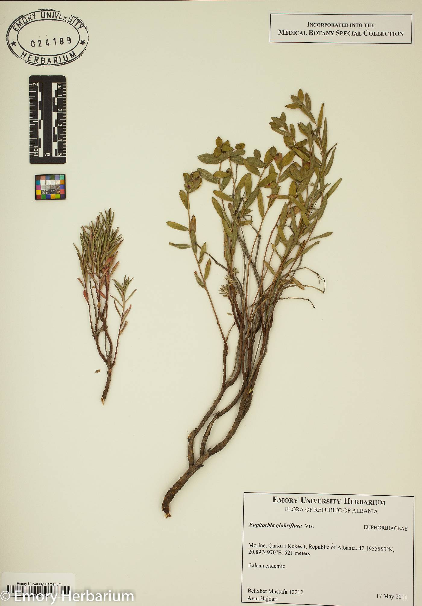 Euphorbia glabriflora image