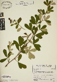 Rubus cuneifolius image