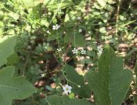 Euphorbia pubentissima image