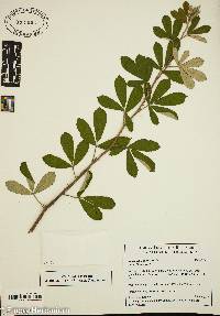 Rubus cuneifolius image